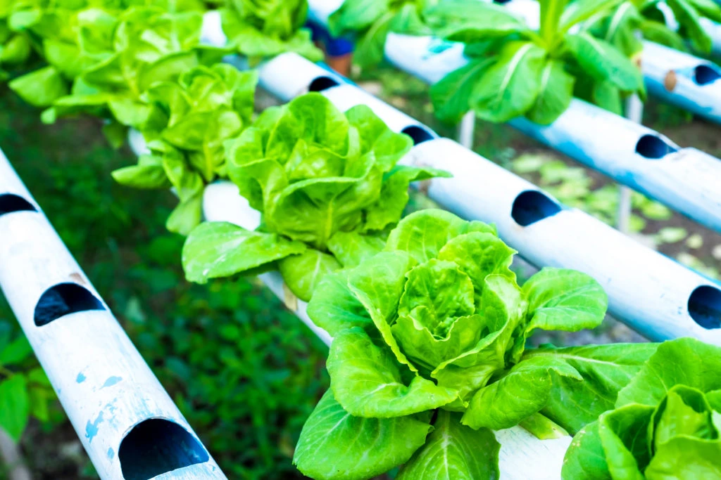 vertical farming technology